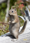 Golden Mantled Ground Squirrel 6467